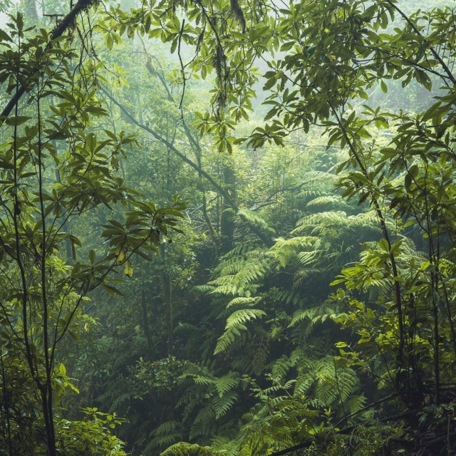 Dense tropical forest with ferns and leafy branches in soft mist