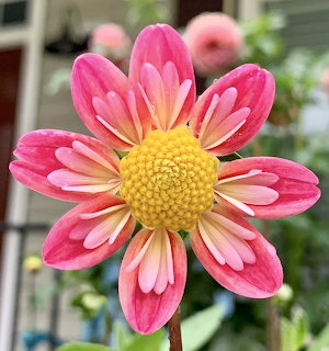 Close-up of a pink dahlia flower with layered petals and a round yellow center in a garden