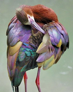 Iridescent Ibis Preening