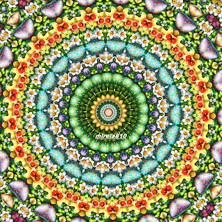 Floral Butterfly Mandala Pattern
