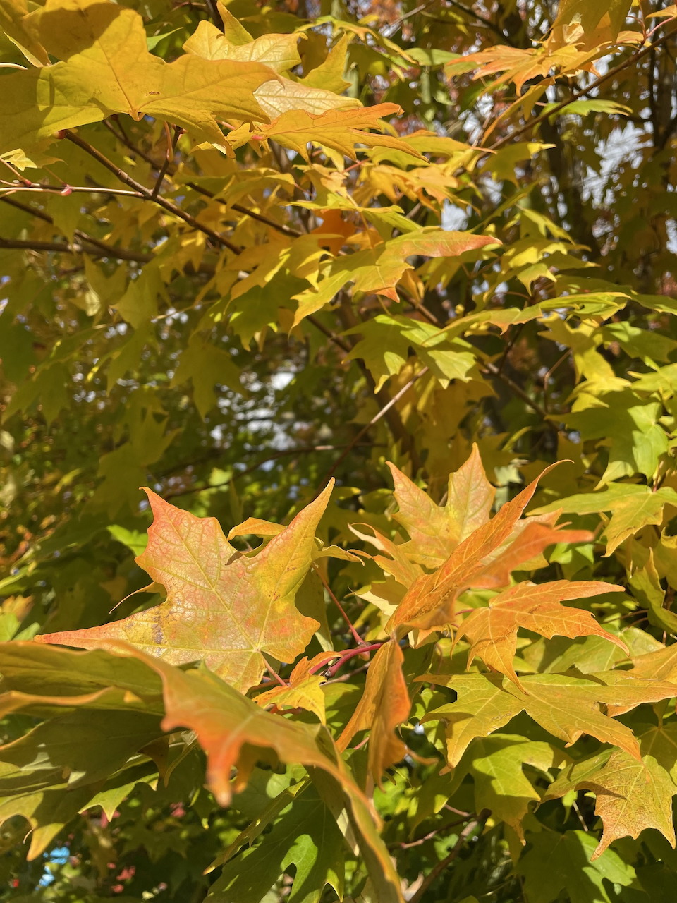 Close-up of golden yellow and orange maple leaves on branches in autumn sunlight