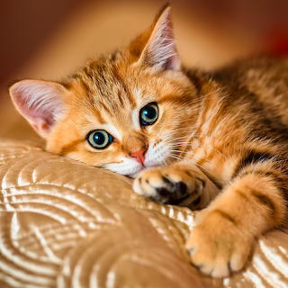 Orange Tabby Kitten Portrait