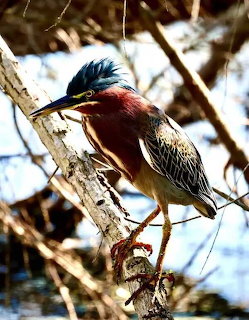 Adult Green Heron