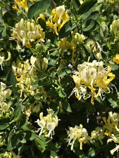 Pale yellow honeysuckle flowers blooming among green leaves