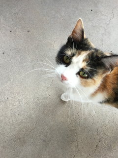 Calico cat looking up on a concrete floor