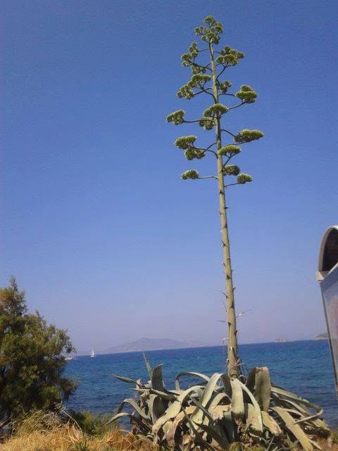 Tall flowering agave plant beside the blue sea under a clear sky.