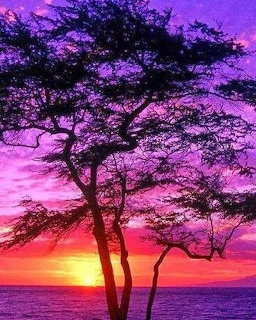 Silhouetted acacia trees against purple and orange sunset sky over ocean
