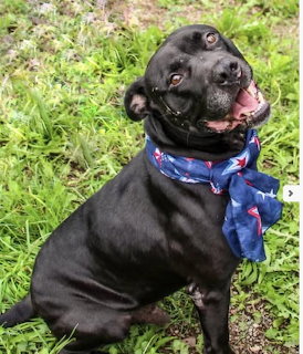Black Labrador with Bandana