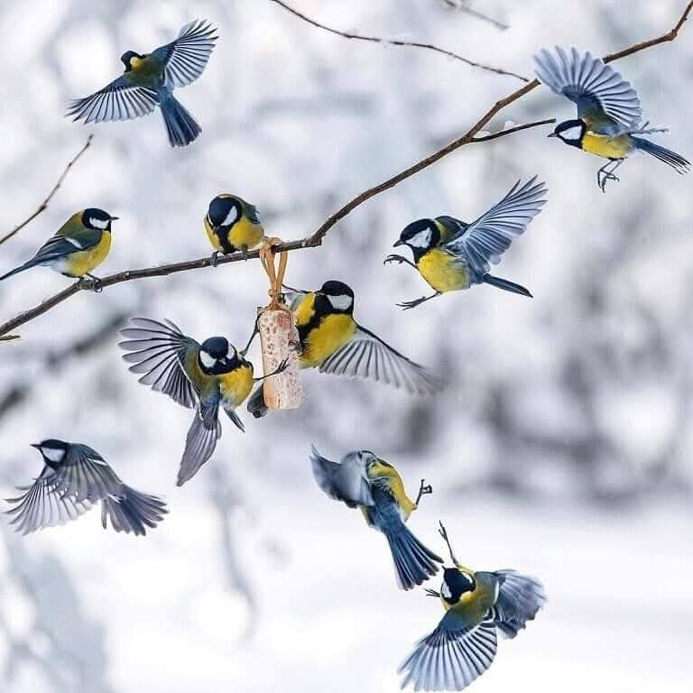 Great tit birds with yellow breasts and blue wings on bare branches in winter