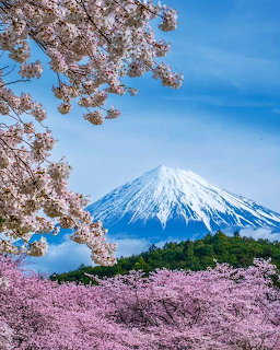 Snow-capped Mount Fuji behind blooming pink cherry blossom trees against blue sky
