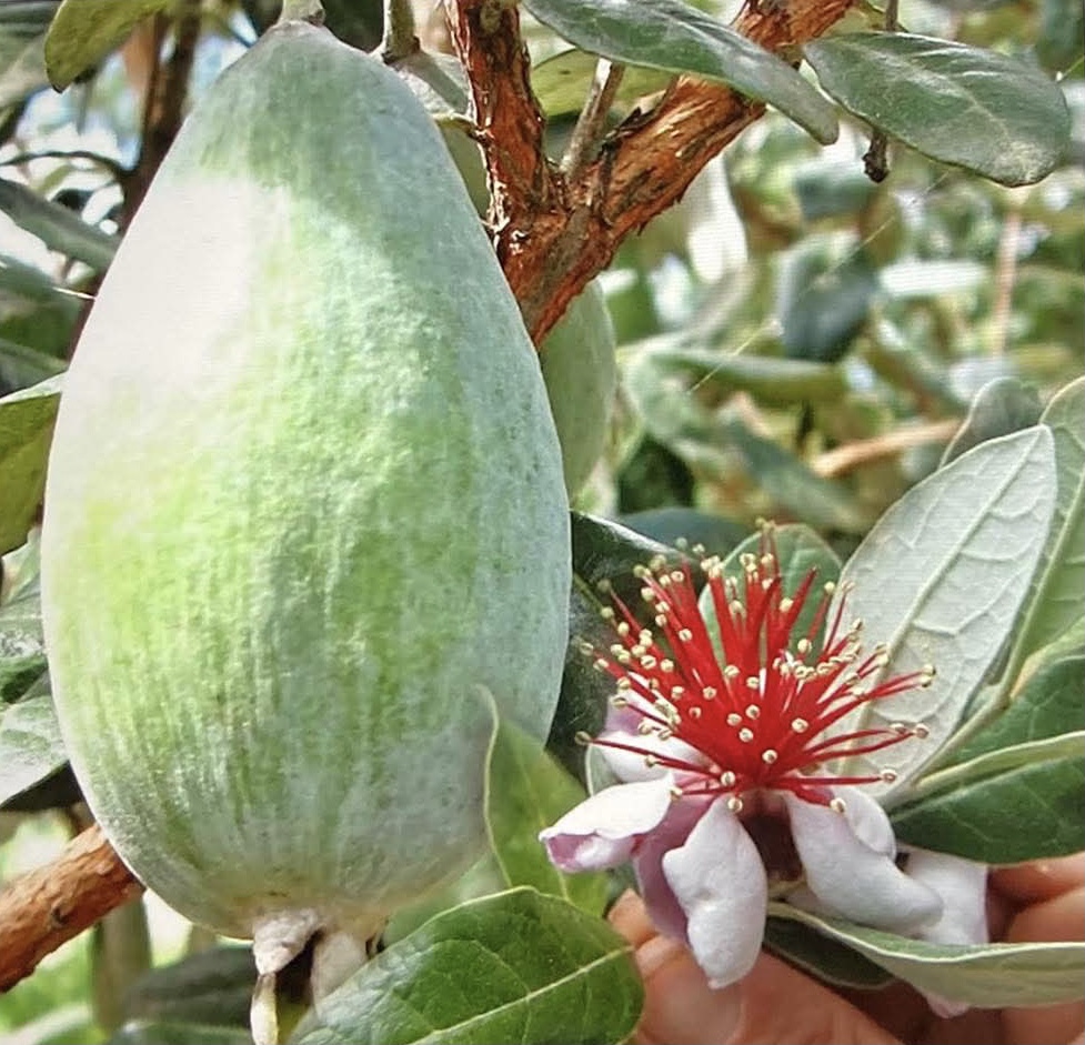 Green feijoa fruit and red flower with white petals on branch with leaves