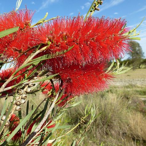 Red bottlebrush flower with slender crimson filaments against green leaves