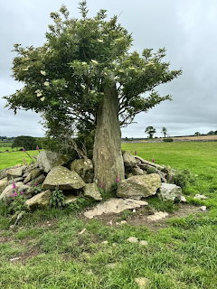 Ancient standing stone with tree growing behind it surrounded by rocks in a green field