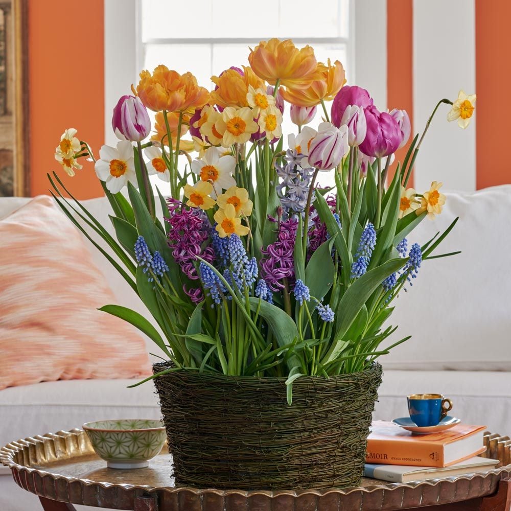 Spring Bulbs in Bloom