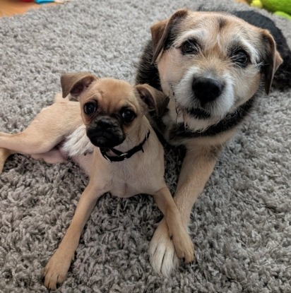 Two dogs cuddling on gray carpet, tan pug and beige terrier lying together looking at camera