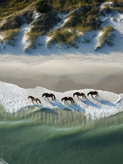 Aerial view of horses running along a sandy beach beside breaking waves