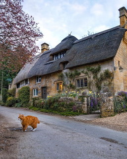 Stone cottage with thatched roof and ivy, orange cat on road in front, warm window light at twilight