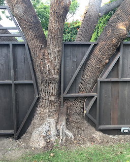 Large tree with multiple trunks growing through a dark wooden fence built around it