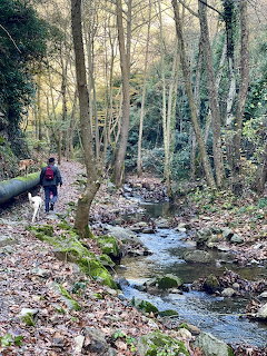 Person hiking along a forest stream surrounded by trees and autumn leaves on the ground