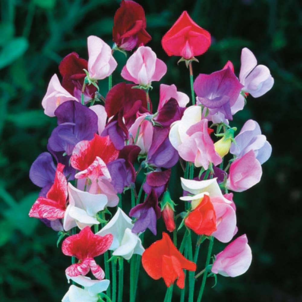 Bouquet of pink, purple, red, and white sweet pea flowers against dark green leaves