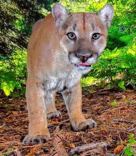 Mountain lion cub walking toward camera on leaf-covered forest ground with green foliage in background