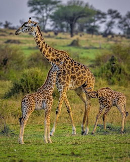 Mother giraffe with two baby giraffes standing on green grass in African savanna