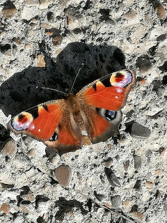 Peacock butterfly with orange wings and eye spots on a rough stone surface