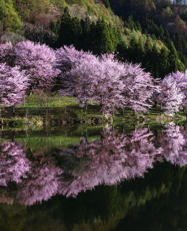 Pink sakura cherry blossom trees reflected in a still lake with green hills behind