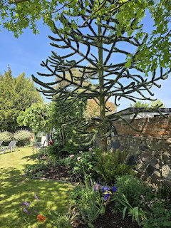 Tall monkey puzzle tree with geometric branches in a garden with stone wall and colorful flower beds