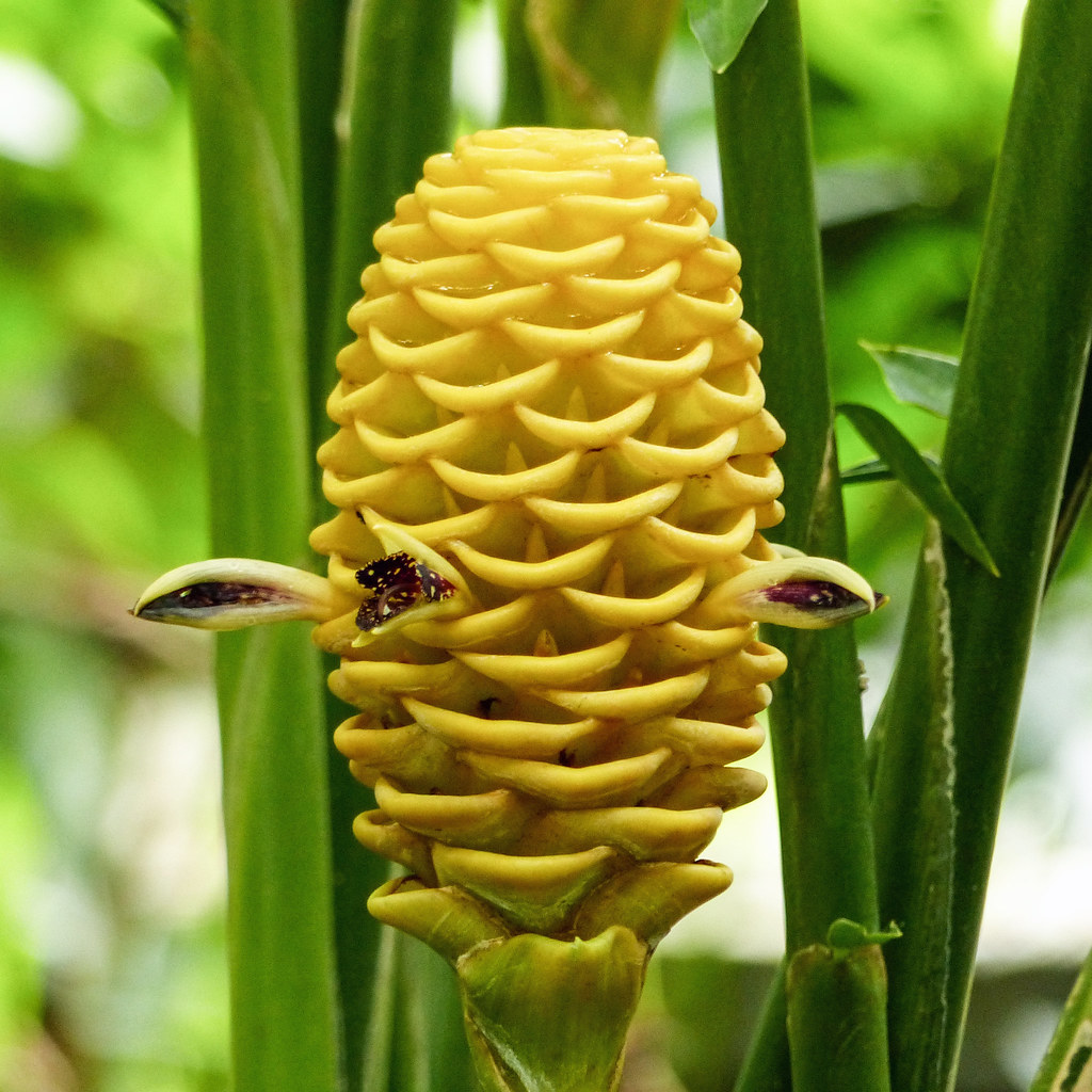 Yellow cone-shaped ginger flower with overlapping scale-like petals on green stem