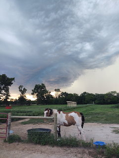 Brown and white horse in paddock under dramatic stormy sky at dusk