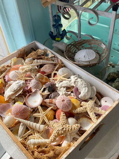 Seashell Collection Box