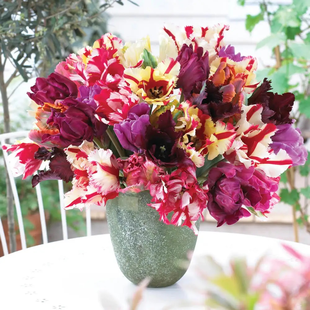 Parrot Tulips in Vase