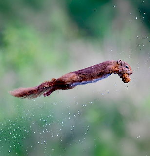 Red squirrel leaping through air with outstretched body and tail against blurred green background