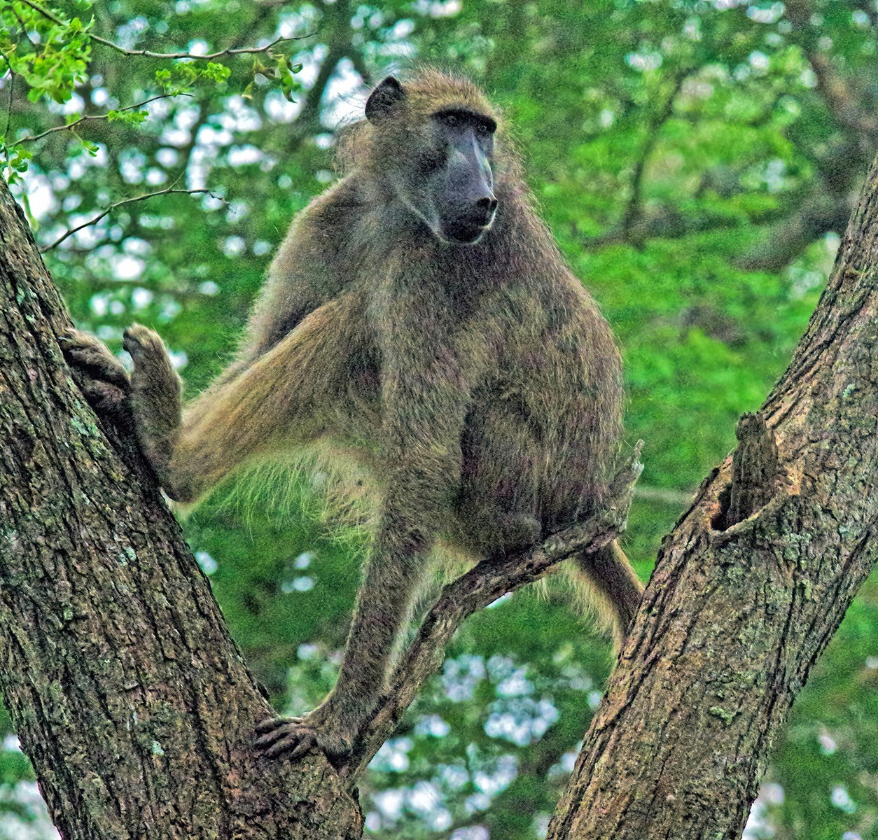 Baboon in Tree