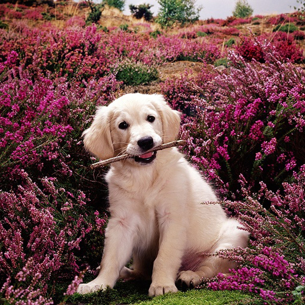 Puppy Named Heather in Flowers