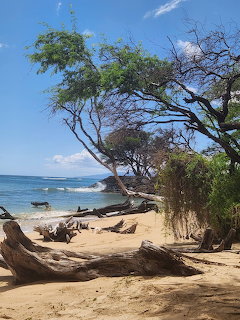 Sandy beach with driftwood, coastal trees, and calm blue ocean under a clear sky