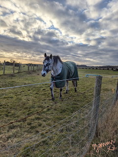 Dapple grey horse in blanket standing in Scottish pasture at sunset with cloudy sky