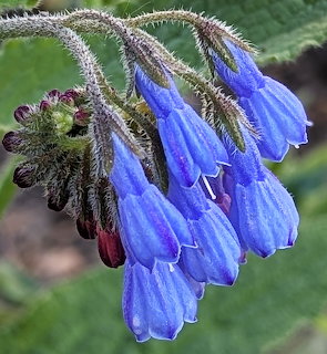 Close-up of blue comfrey flowers hanging from fuzzy stems with green leaves behind