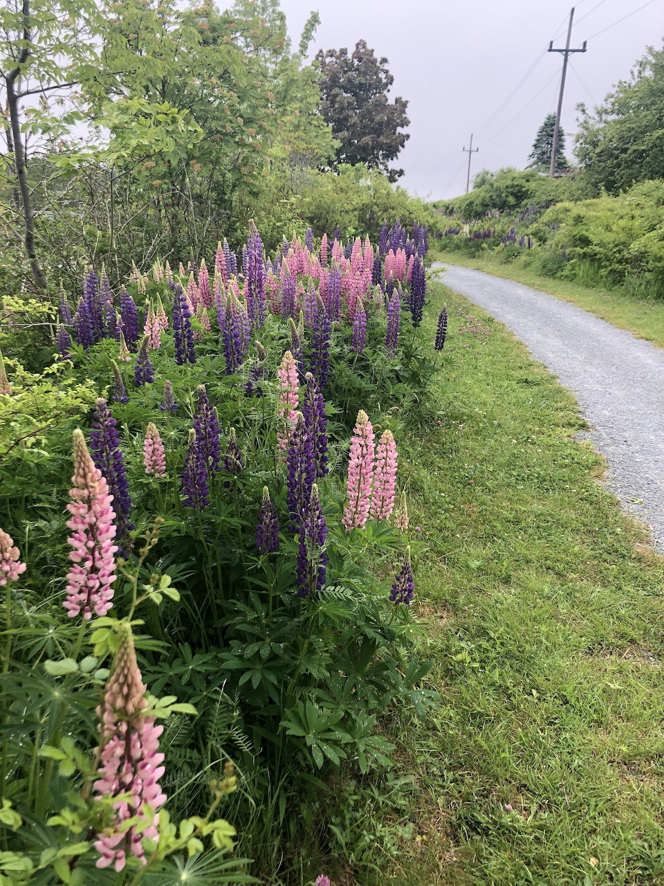 Pink and purple lupin flowers growing along a gravel country path in spring