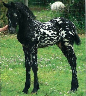 Black and white spotted Gypsy Vanner horse with long mane standing in grassy field
