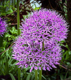 Large spherical purple allium flower in full bloom with green foliage in background