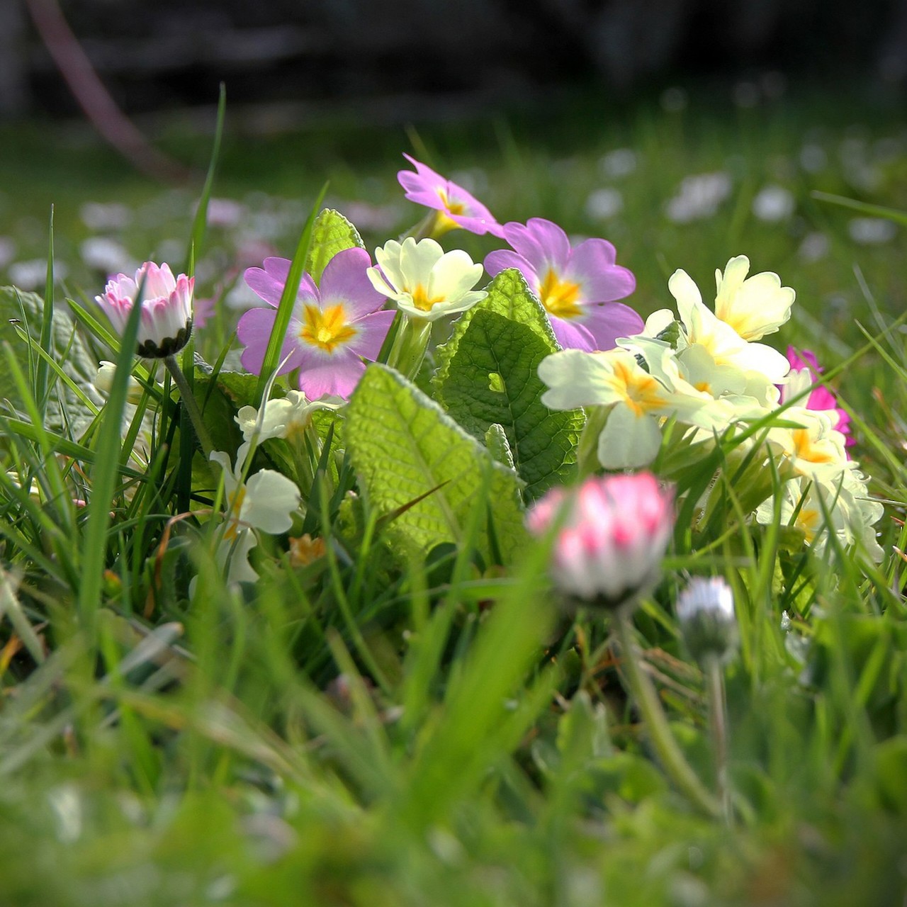 Pink and yellow primrose flowers blooming in lush green grass in soft natural light