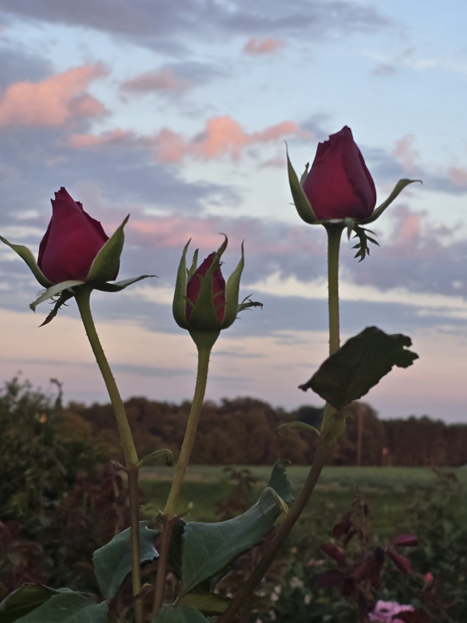 Red Rose Buds at Sunset