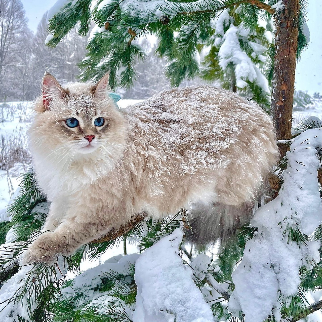 Fluffy beige cat with blue eyes standing on snowy branch surrounded by winter evergreen trees