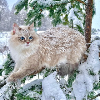 Fluffy Cat in Snowy Winter Forest
