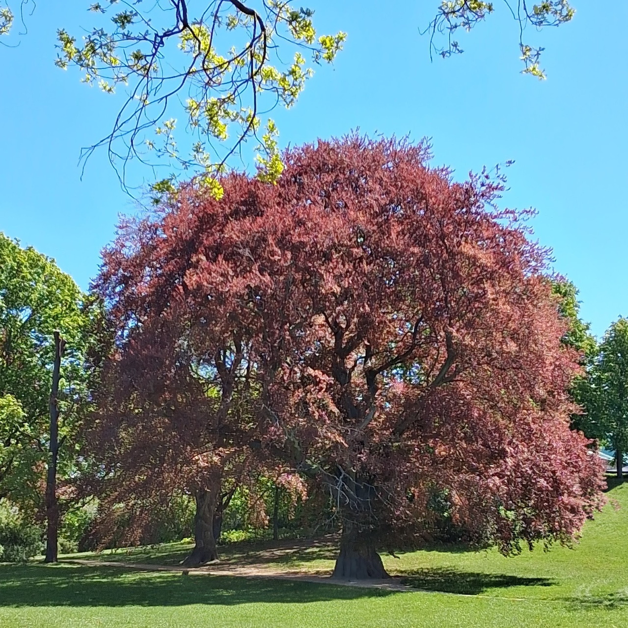 Large copper beech tree with reddish leaves in a grassy park under a blue sky