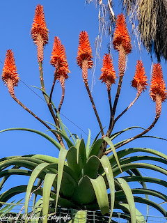 Orange aloe vera flower spikes and green leaves against a blue sky