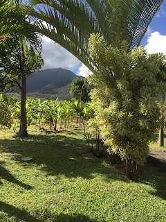 Tropical plantation with palm trees and mountain view in Maui, Hawaii