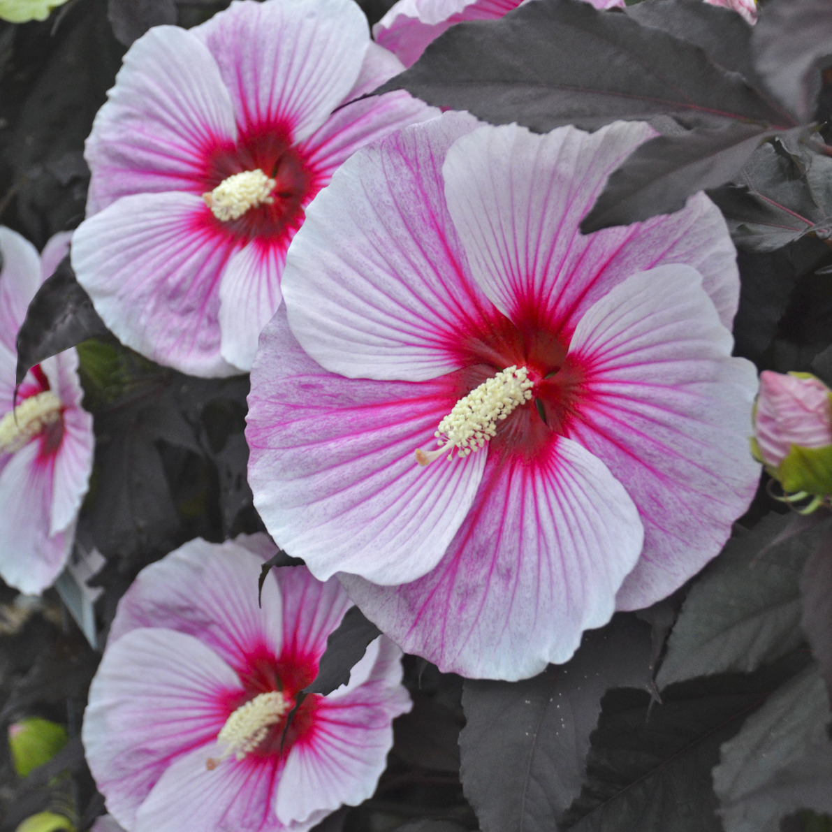 Close-up of pink hibiscus flowers with magenta centers and radiating white petals against dark leaves